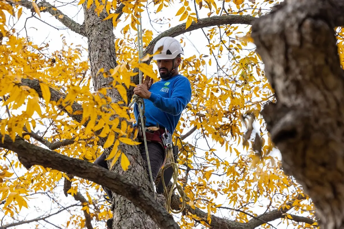 Skilled Tree Pruning crew working in Ryan